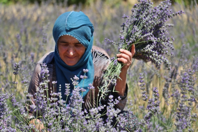 Elazığ bozkırı lavanta tarlasıyla mor renge büründü