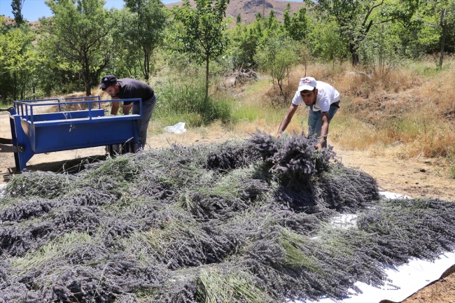 Elazığ bozkırı lavanta tarlasıyla mor renge büründü