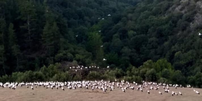 Leylekler için 12 saat elektriksiz kaldılar