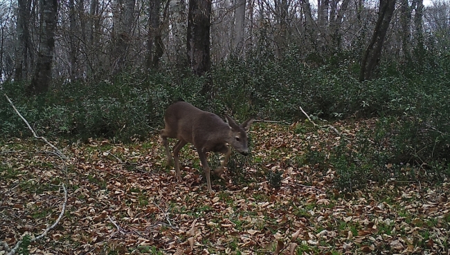 Fotokapan ve GPS'li tasmalarla yaban hayatı kontrol altında
