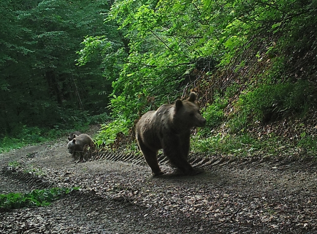 Fotokapan ve GPS'li tasmalarla yaban hayatı kontrol altında