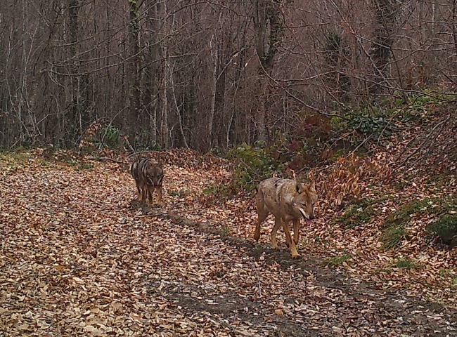 Fotokapan ve GPS'li tasmalarla yaban hayatı kontrol altında