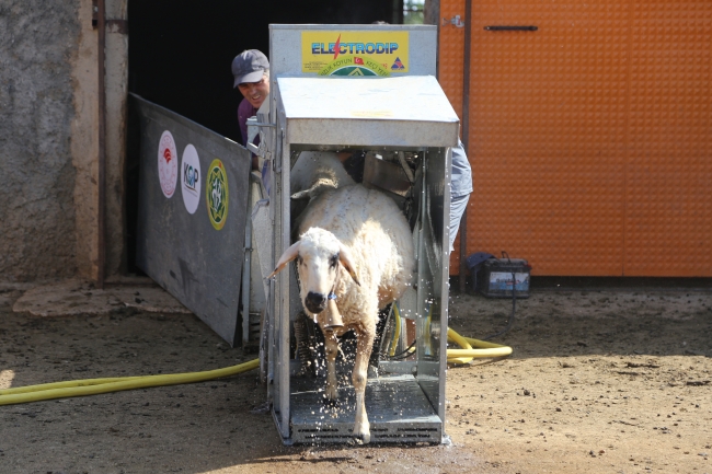 Hem serinletiyorlar hem parazitlerden kurtarıyorlar