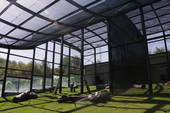 Şempanze "Can" ve akrabaları yeni yuvalarına kavuşuyor