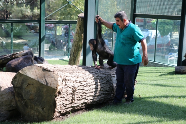 Şempanze "Can" ve akrabaları yeni yuvalarına kavuşuyor