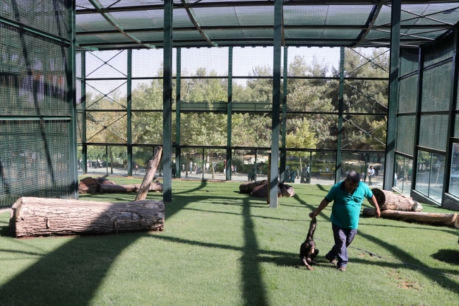 Şempanze "Can" ve akrabaları yeni yuvalarına kavuşuyor