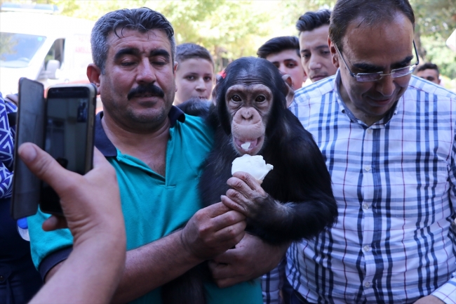 Şempanze "Can" ve akrabaları yeni yuvalarına kavuşuyor