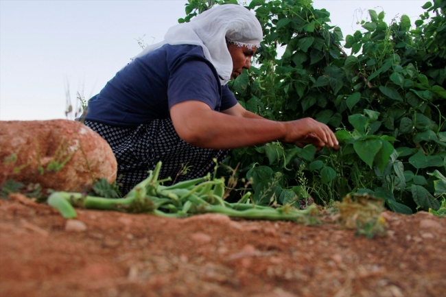 Bahçeye dönüştürülen atıl arazide ilk hasat heyecanı
