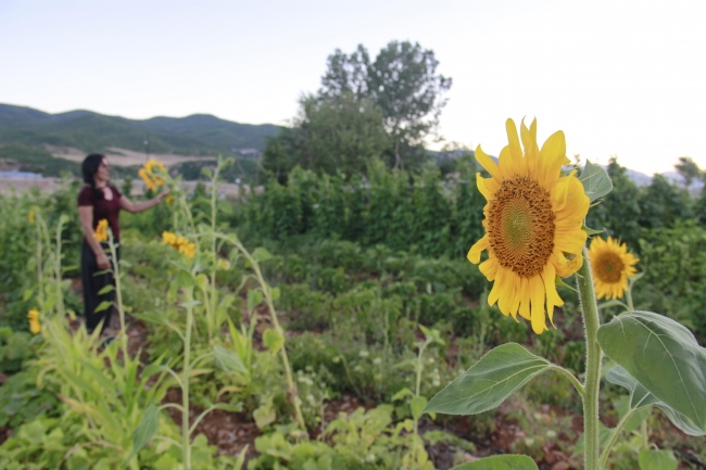 Bahçeye dönüştürülen atıl arazide ilk hasat heyecanı