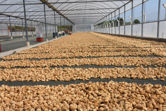 Kuru incirde verim ve kalite yüz güldürdü