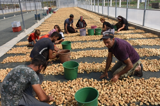 Kuru incirde verim ve kalite yüz güldürdü