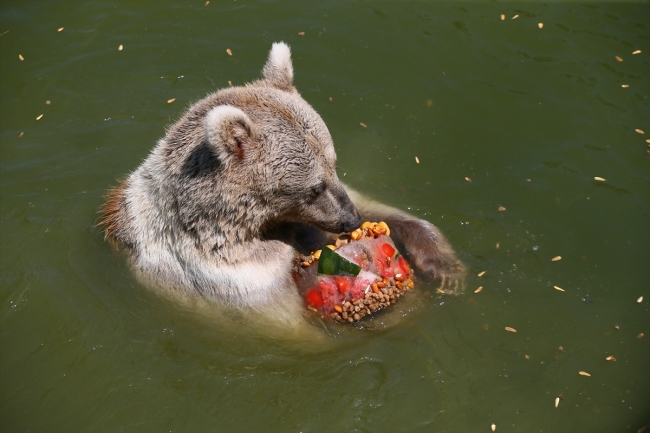 İzmir'de sıcaktan bunalan hayvanlar buzlu menülerle serinliyor