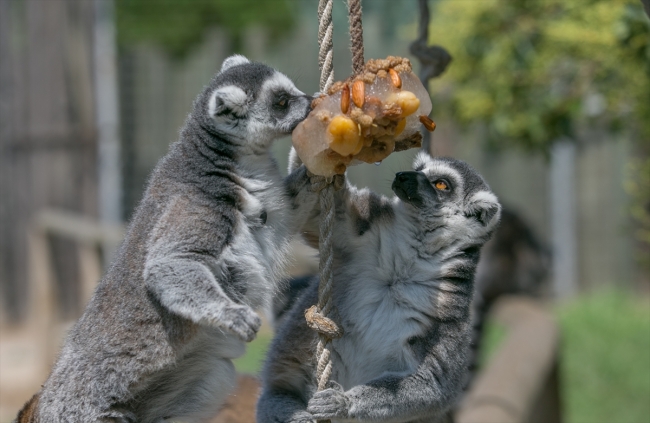 İzmir'de sıcaktan bunalan hayvanlar buzlu menülerle serinliyor