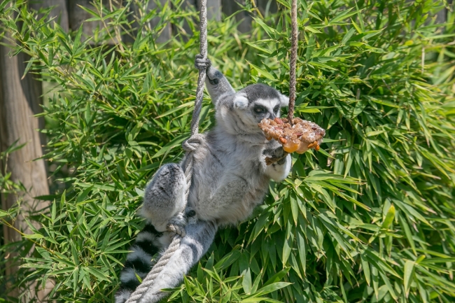 İzmir'de sıcaktan bunalan hayvanlar buzlu menülerle serinliyor