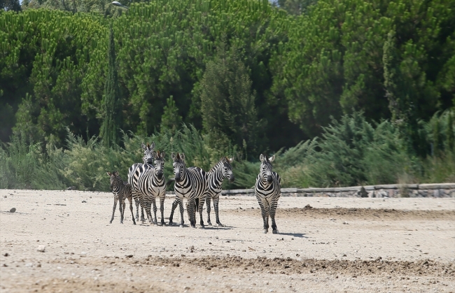İzmir'de sıcaktan bunalan hayvanlar buzlu menülerle serinliyor