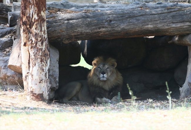 İzmir'de sıcaktan bunalan hayvanlar buzlu menülerle serinliyor