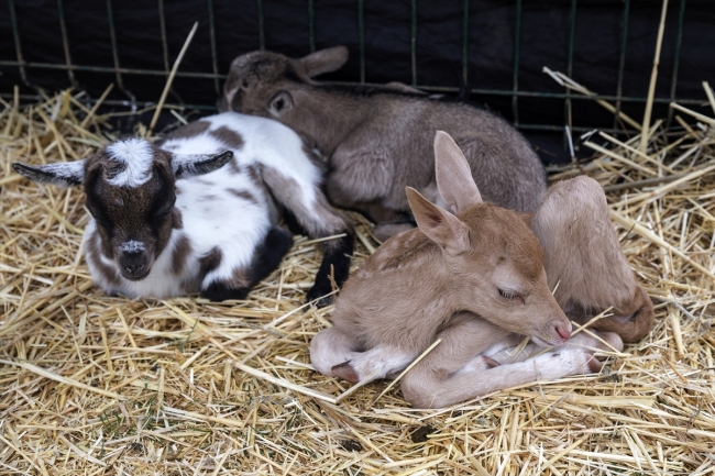 Yavru alageyiğe keçi süt anne oldu