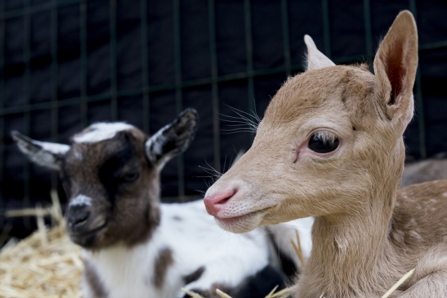 Yavru alageyiğe keçi süt anne oldu
