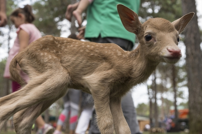 Yavru alageyiğe keçi süt anne oldu