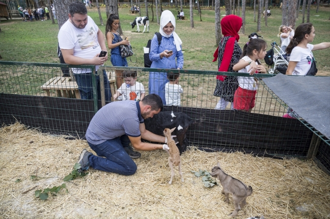Yavru alageyiğe keçi süt anne oldu