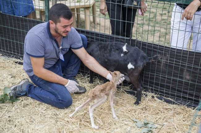Yavru alageyiğe keçi süt anne oldu