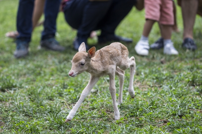 Yavru alageyiğe keçi süt anne oldu