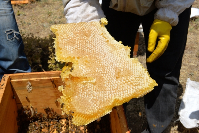 Tunceli'de bal hasadı başladı