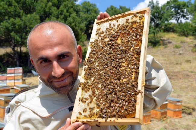 Tunceli'de bal hasadı başladı