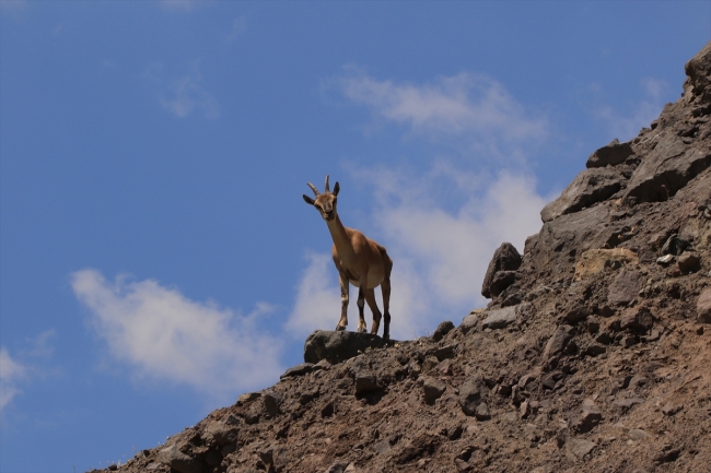 Bingöl'de dağ keçilerini koruma nöbeti