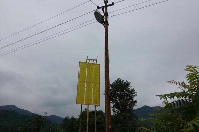 Vampir kelebeklere sarı ışıklı çözüm