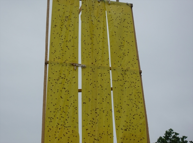 Vampir kelebeklere sarı ışıklı çözüm