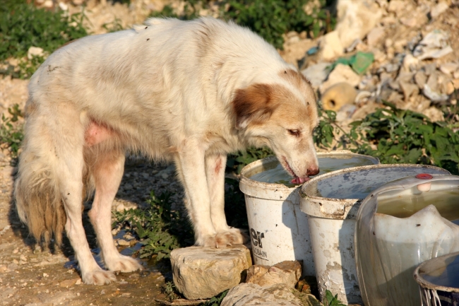 Sokak hayvanları için 11 yıldır su taşıyor