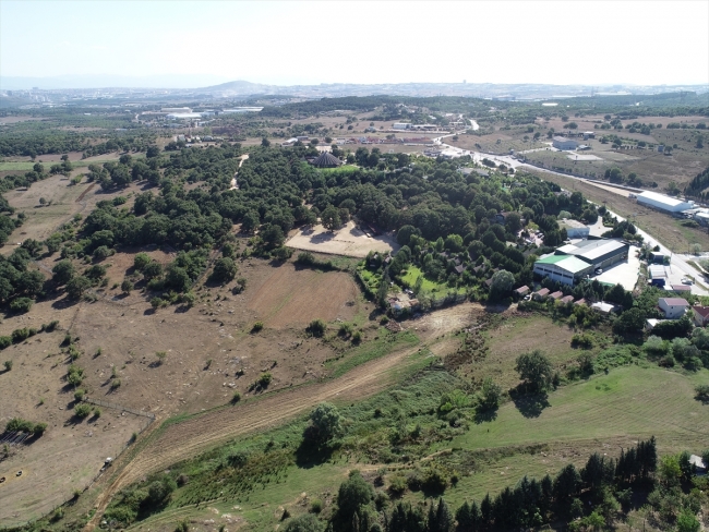Kayalık araziyi ormana dönüştürdü