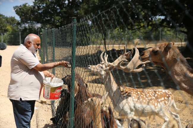 Kayalık araziyi ormana dönüştürdü
