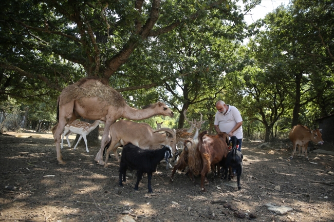 Kayalık araziyi ormana dönüştürdü