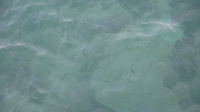 Van Gölü kıyılarında yavru İnci Kefali şöleni