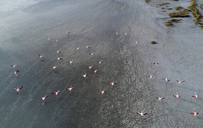 Tuz Gölü'ndeki flamingo sayısında büyük artış