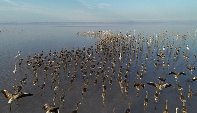 Tuz Gölü'ndeki flamingo sayısında büyük artış