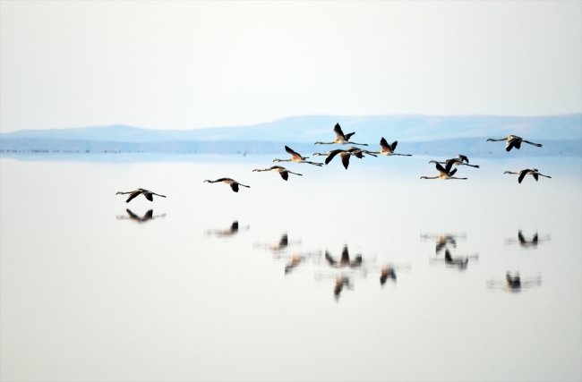 Tuz Gölü'ndeki flamingo sayısında büyük artış