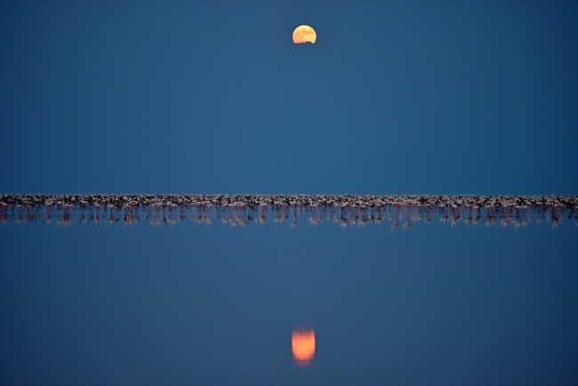 Tuz Gölü'ndeki flamingo sayısında büyük artış