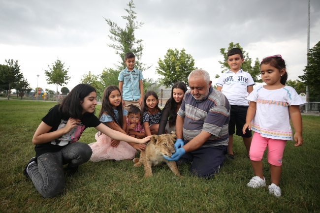 Hayvanat bahçesinin kralı Pusat'a bakıcı şefkati