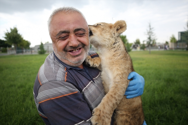 Hayvanat bahçesinin kralı Pusat'a bakıcı şefkati