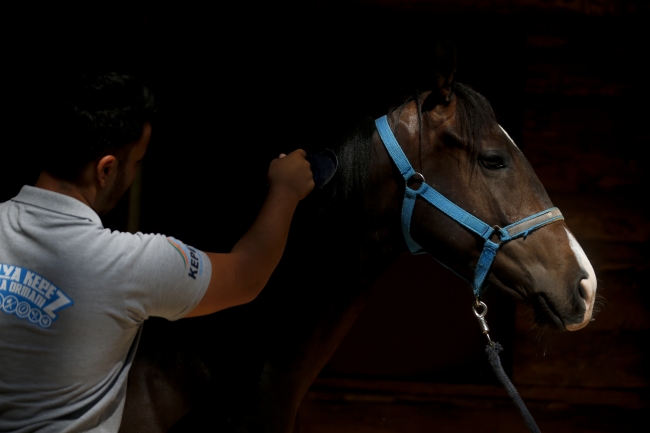 Efsane atın torunu, şampiyonluğa hazırlanıyor