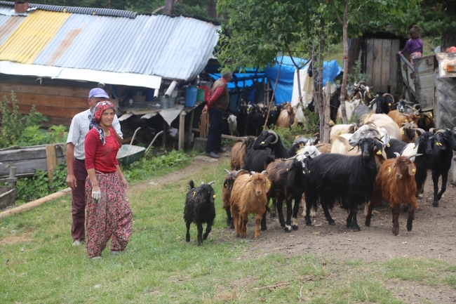 Kastamonu'da Genç Çiftçi Projesi ile 800'den fazla çiftçiye destek