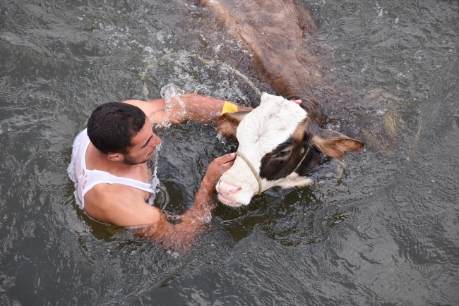 Hayvanlarının serinlemesi için ellerinden geleni yapıyorlar