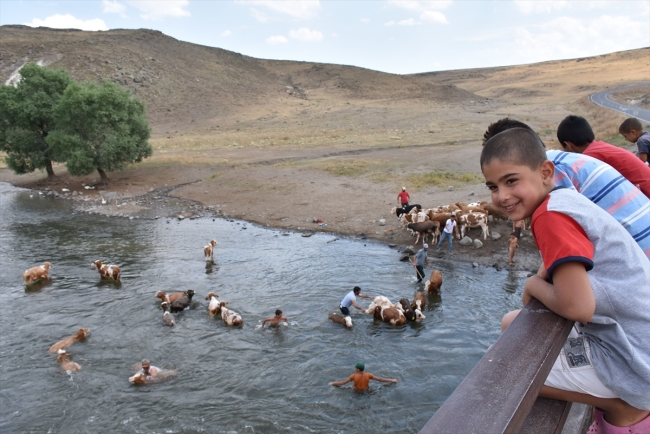 Hayvanlarının serinlemesi için ellerinden geleni yapıyorlar