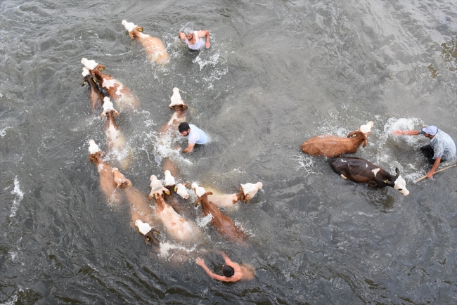 Hayvanlarının serinlemesi için ellerinden geleni yapıyorlar