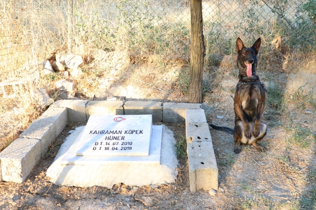 Jandarmanın hassas burunlu yardımcıları