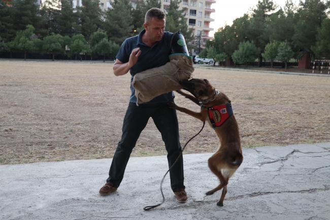Jandarmanın hassas burunlu yardımcıları
