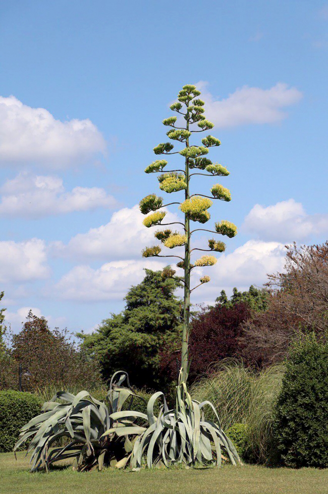 Agave yıllar sonra İstanbul'da çiçek açtı